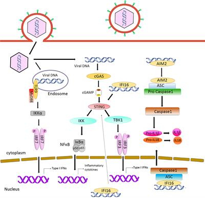 Evasion of Intracellular DNA Sensing by Human Herpesviruses